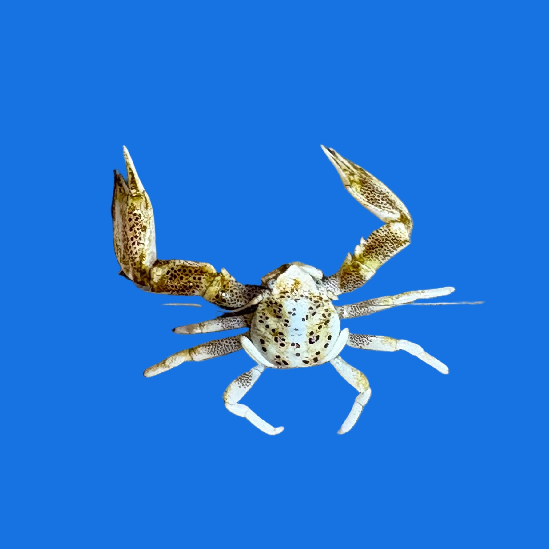 Crabs Porcelain Crab - Assorted