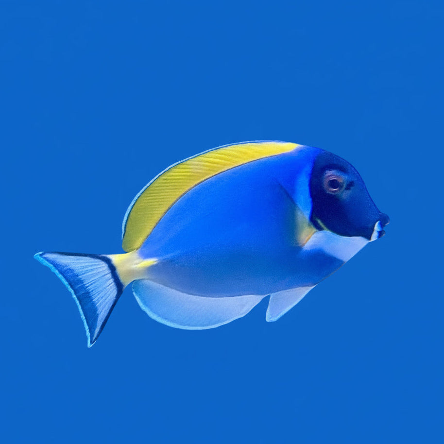 Powder Blue Tang- (XL)