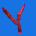 Atlantic Red Tree Sponge - Large