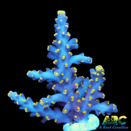 ARC Proximo Acropora