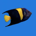 Asfur Angelfish