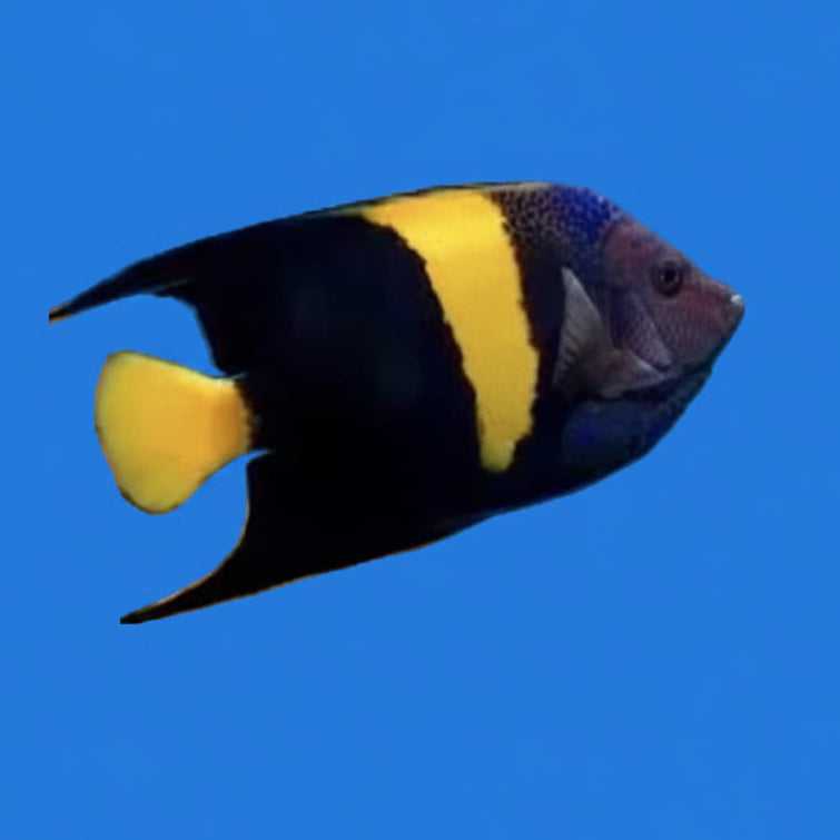 Asfur Angelfish