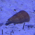 Strawberry Conch