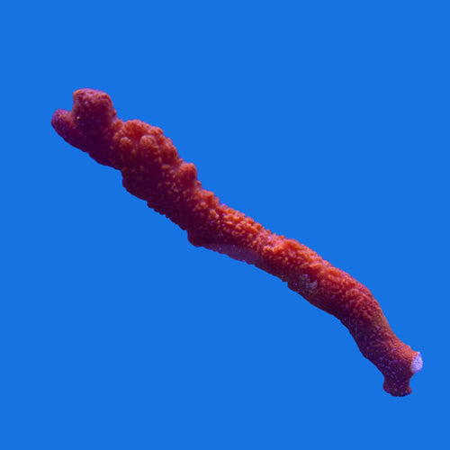 Atlantic Red Tree Sponge - Large