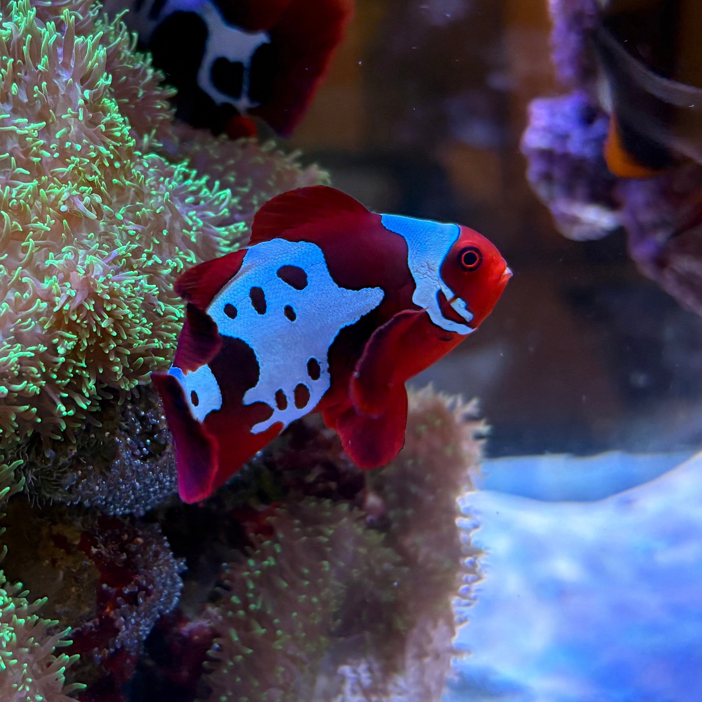 Lightning Maroon Clownfish