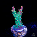 WWC Bubble Bath Unicorn Acropora