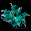 Holy Grail Anemone