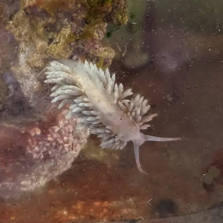 Berghia Nudibranch