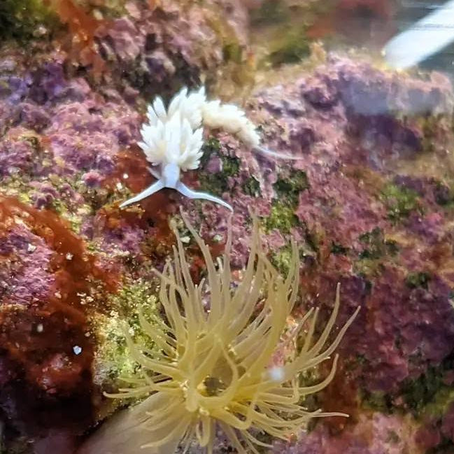 Berghia Nudibranch