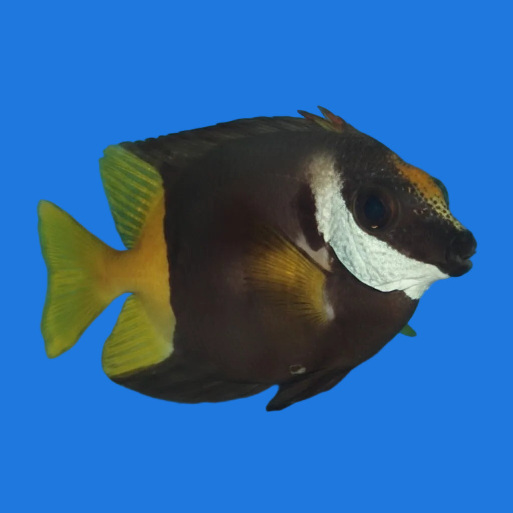 Bicolor Foxface- (MD)