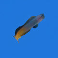 Bicolor Blenny