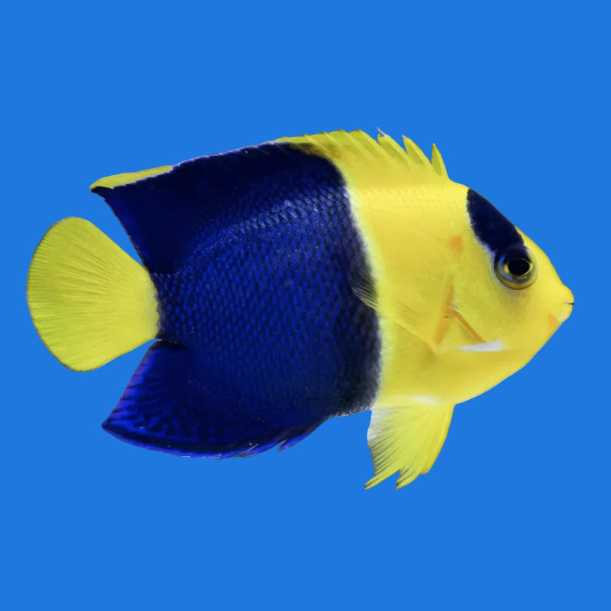 Bicolor Angelfish