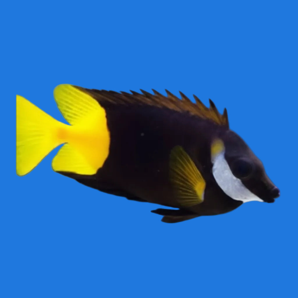 Bicolor Foxface