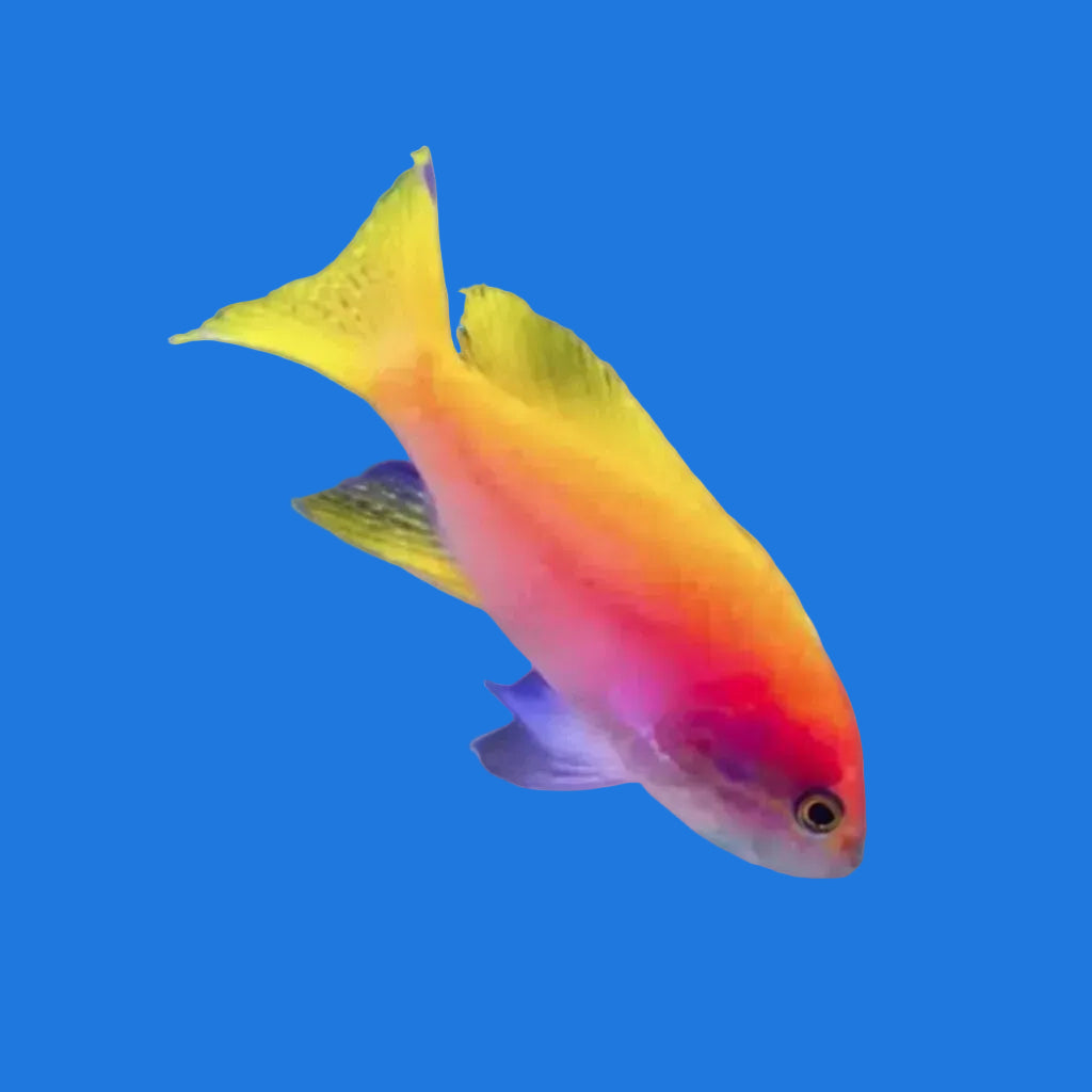 Bimaculatus Anthias