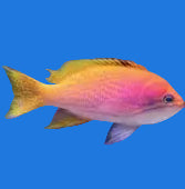 Bimaculatus Anthias