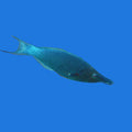 Bird Wrasse- Male