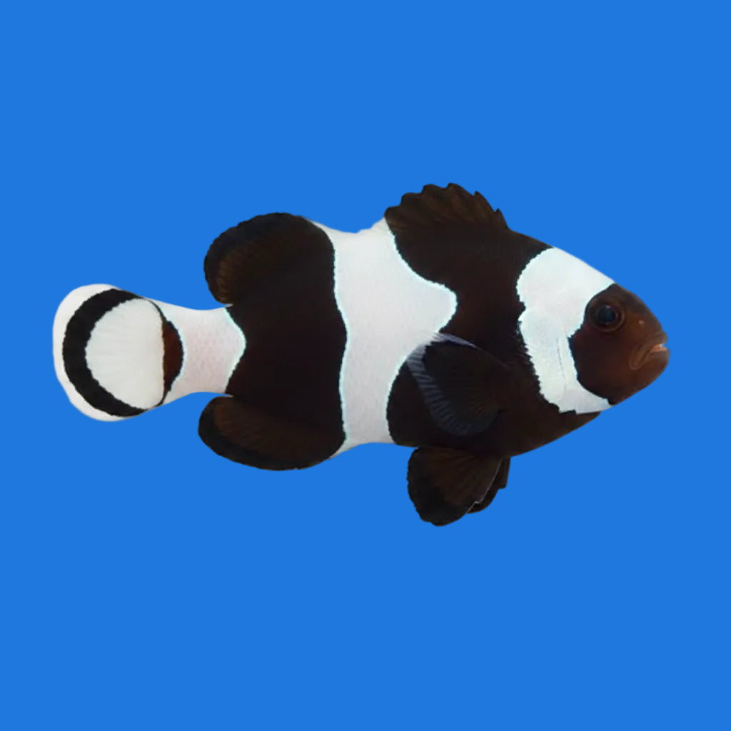 Black Gladiator x Davinci Clownfish