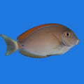 Black Spot Tang