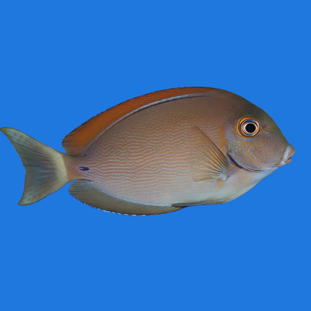 Black Spot Tang