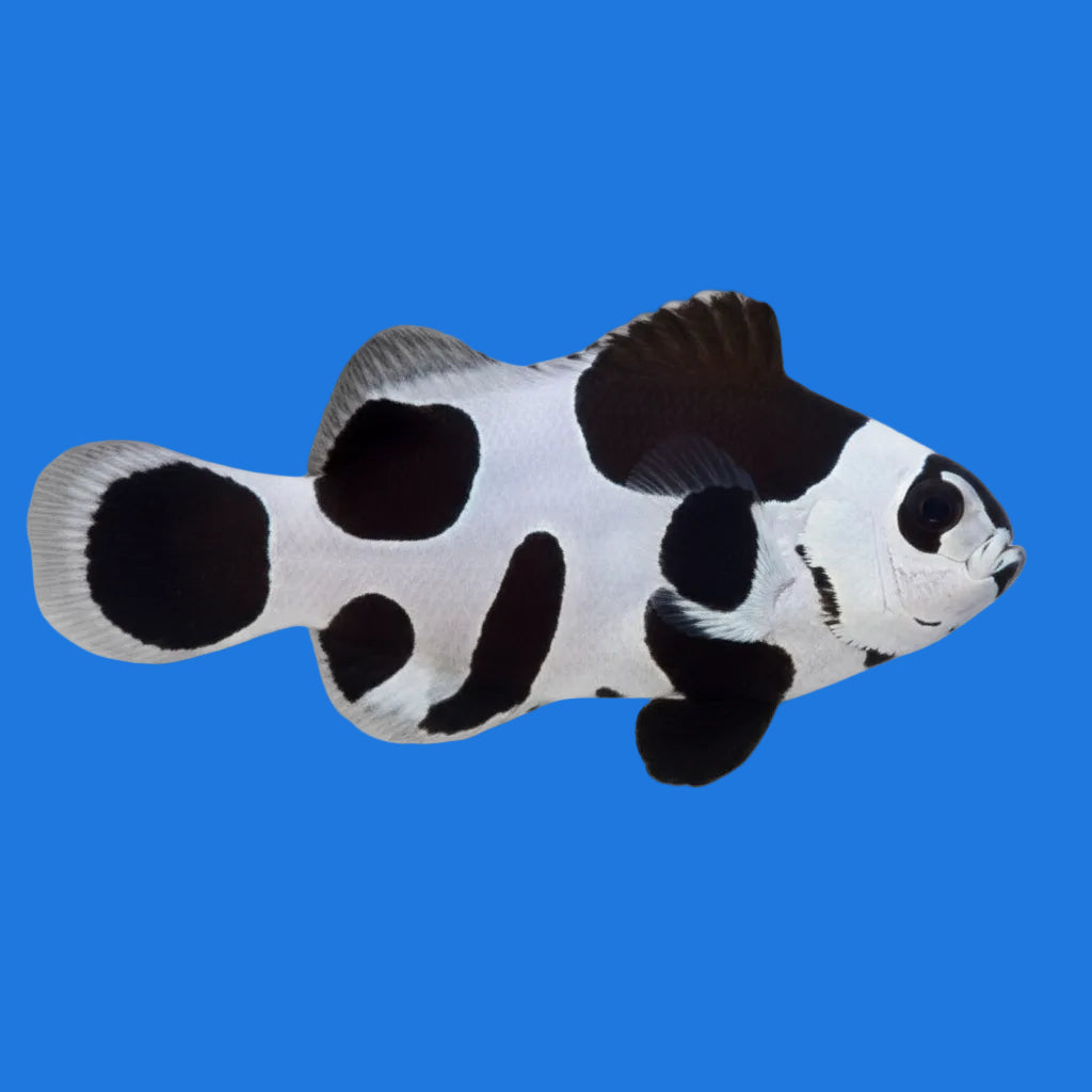 Black Storm Clownfish