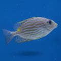 Blue-Lined Rabbitfish
