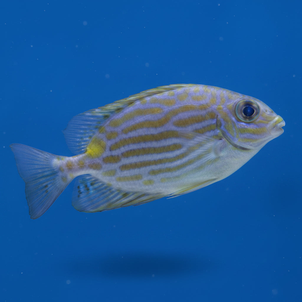 Blue-Lined Rabbitfish