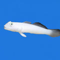 Blue Dot Sleeper Goby