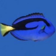 Hippo Tang- Medium