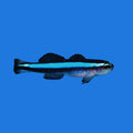 Neon Cleaner Goby