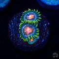 WWC Blue Pinwheel Zoanthid