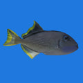 Blue Throat Trigger- Male