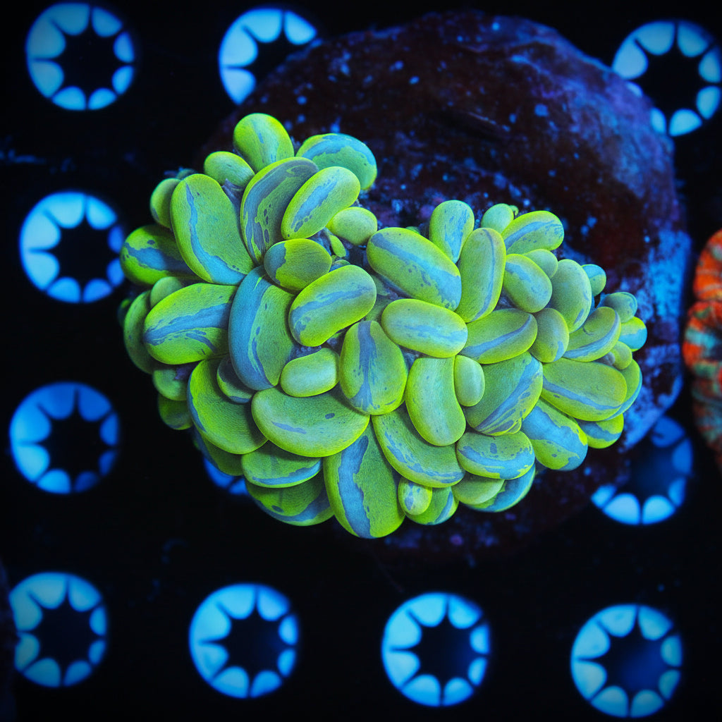 Blue Splatter Bubble Coral
