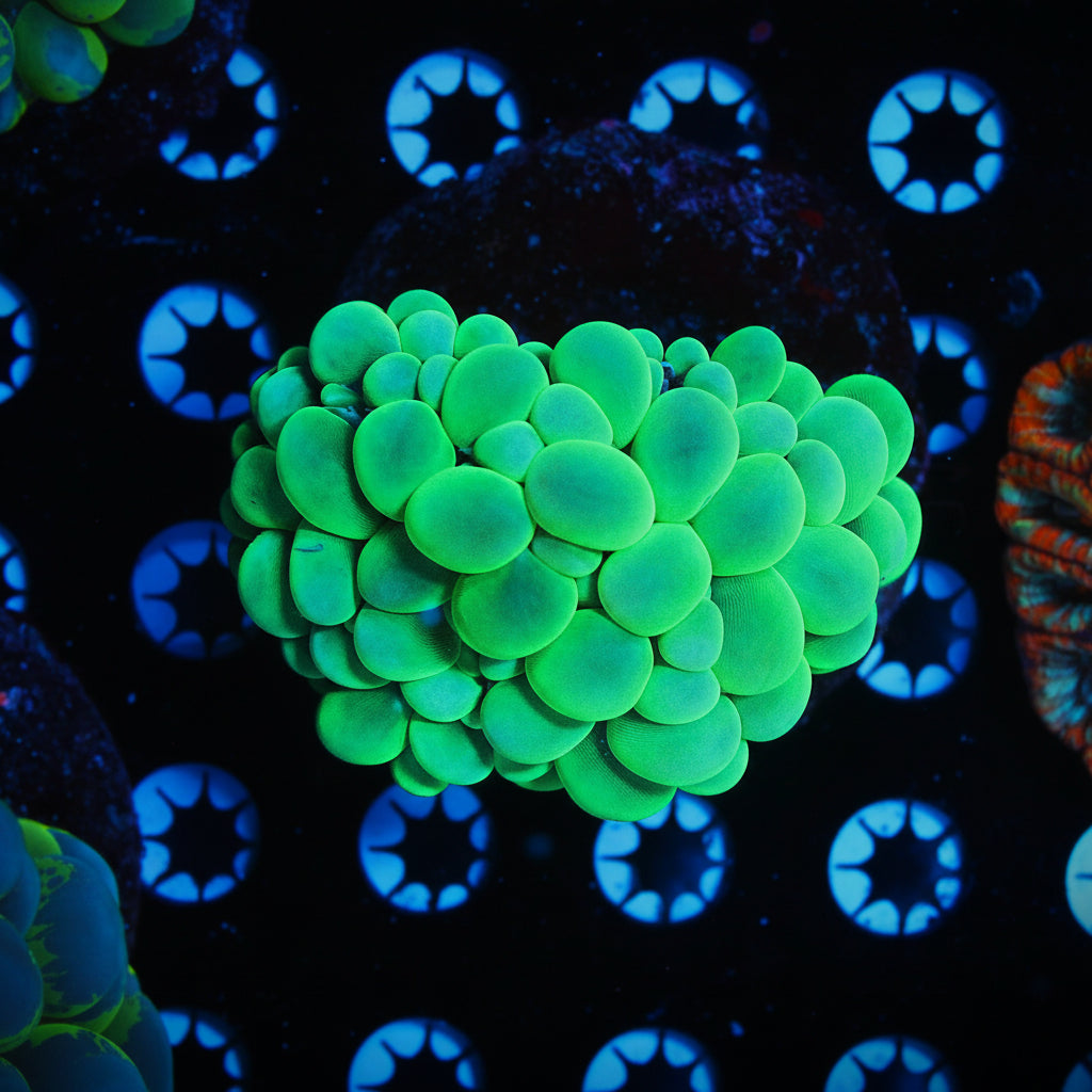 WYSIWYG - Neon Green Bubble Coral -  REAW46
