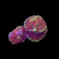 WYSIWYG Burgundy Pin Cushion Mushroom Coral  LG - REAW12