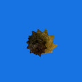 Spiny Ninja Star Astraea
