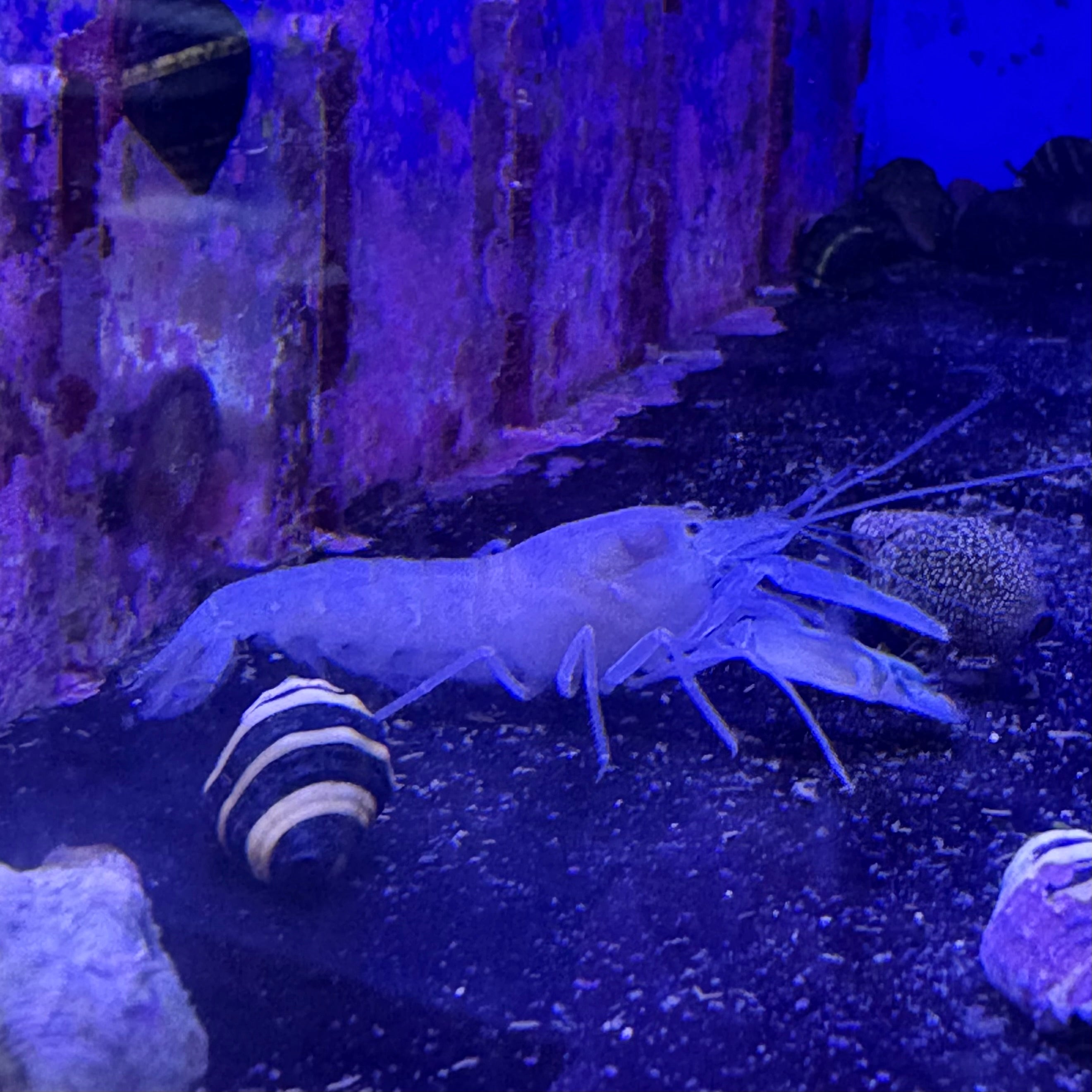 Atlantic Pistol Shrimp