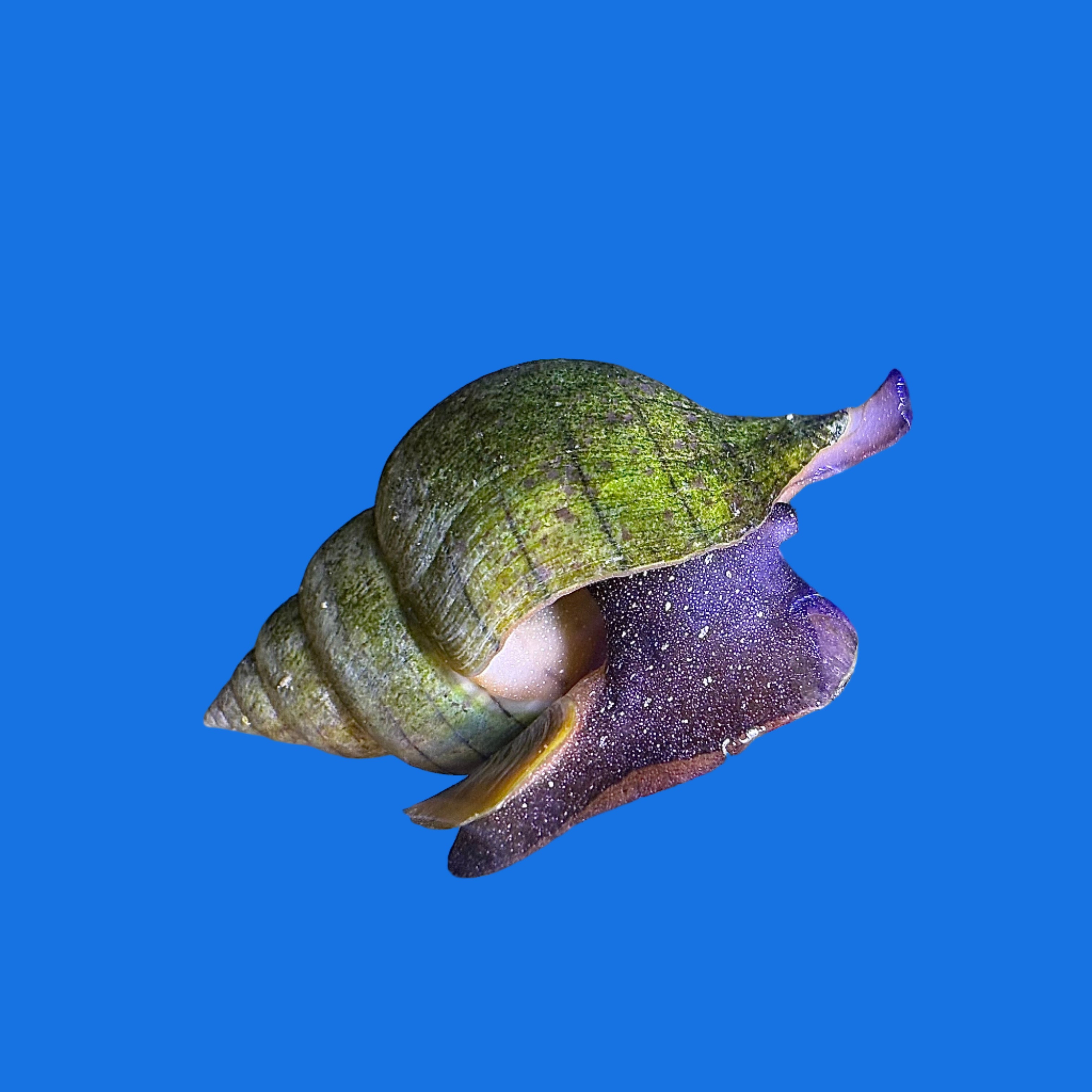 Tulip Snail