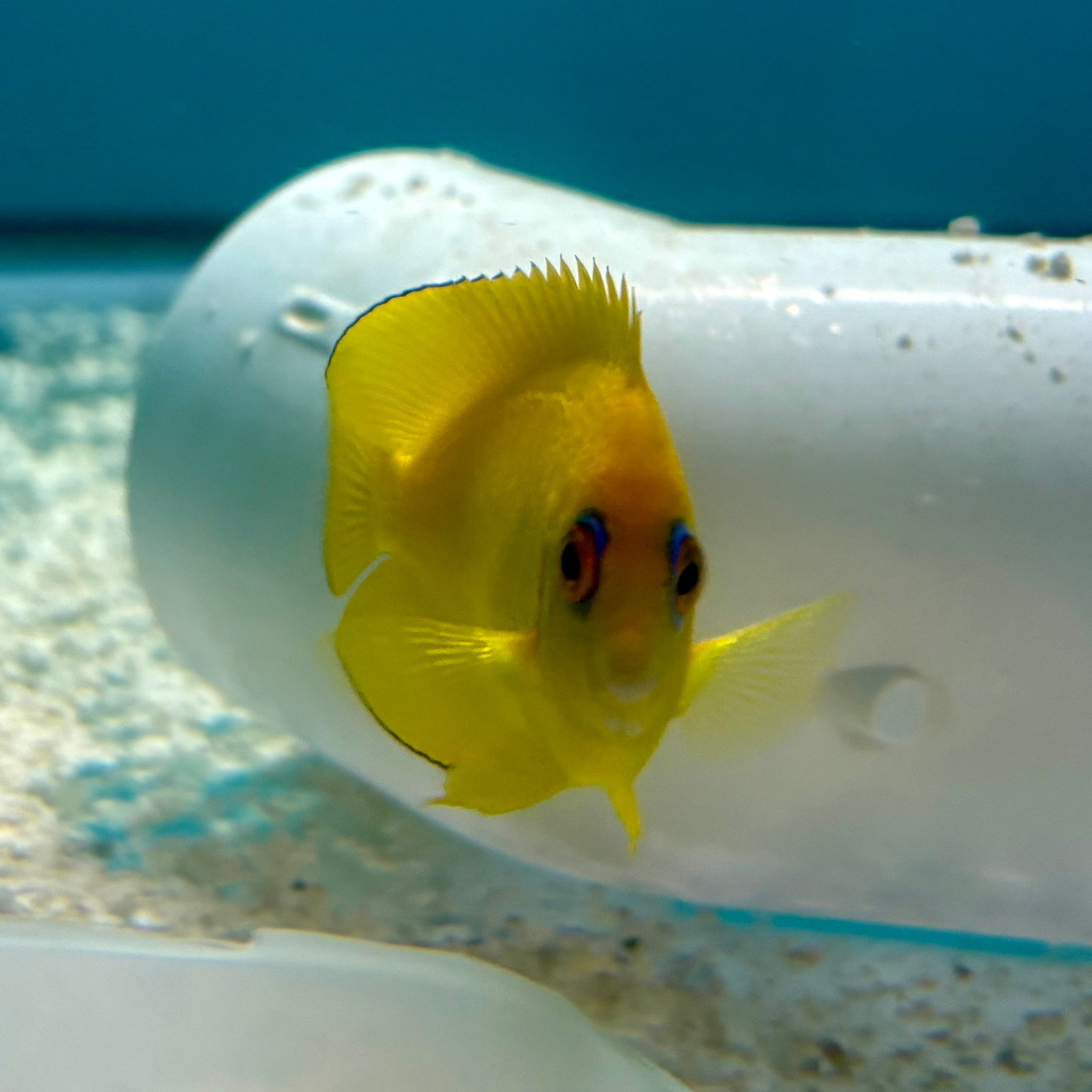 Lemonpeel Angel
