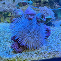 Pin Cushion Urchin