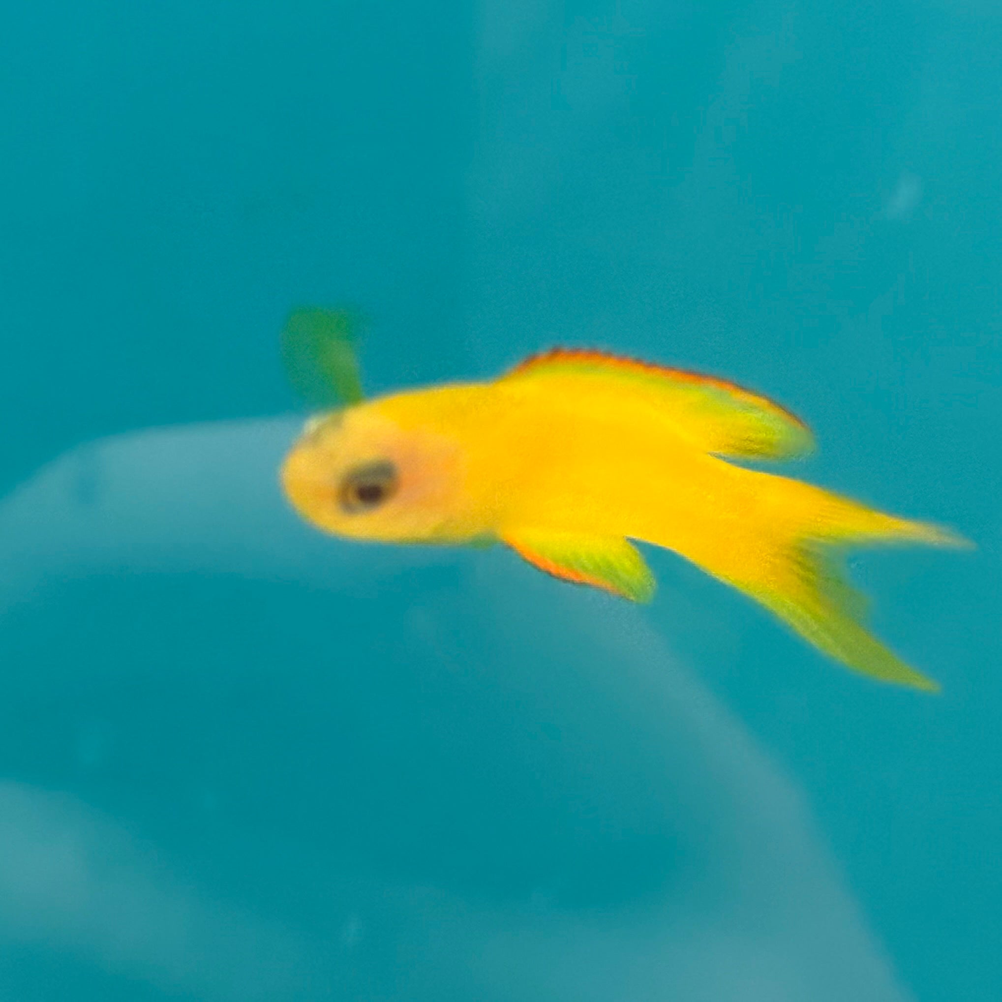 Yellow Assessor Basslet