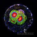 ECC Spitfire Zoanthid