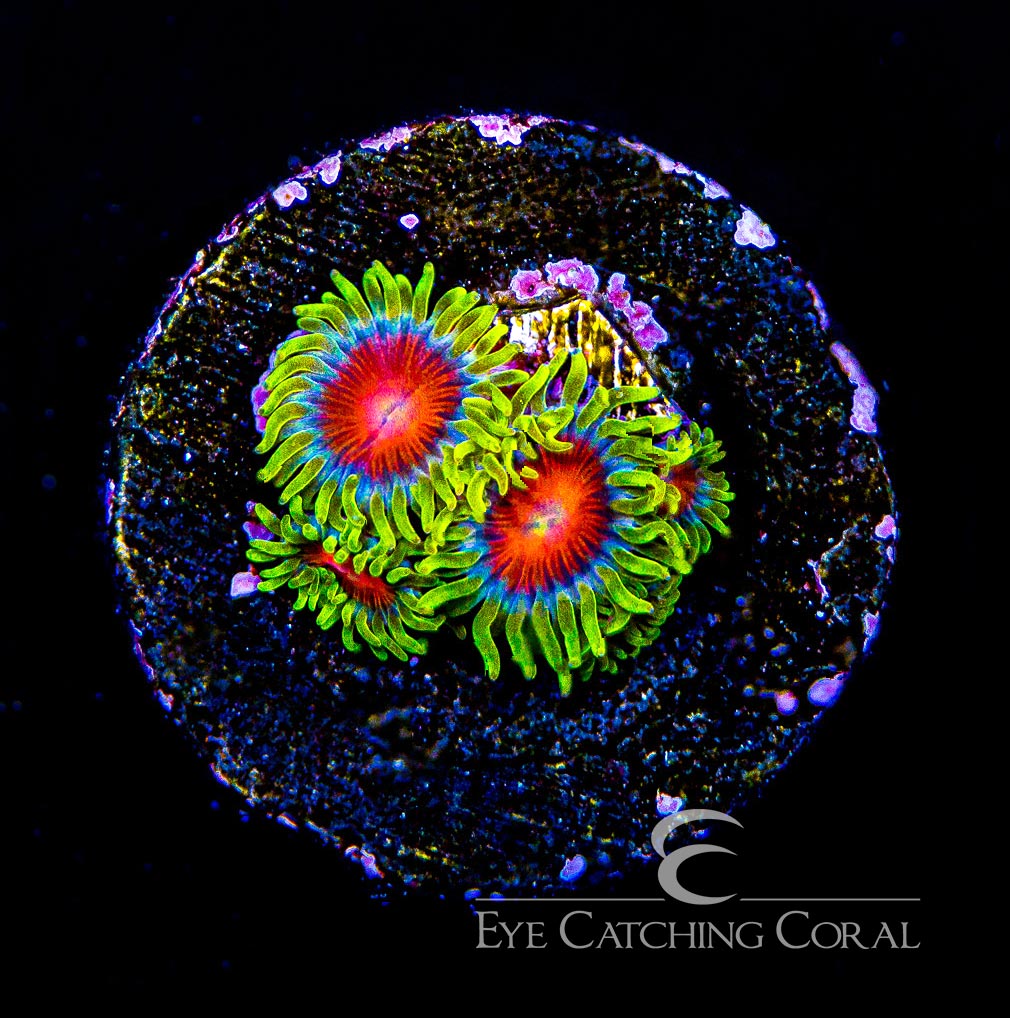 ECC Spitfire Zoanthid