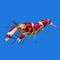 Candy Stripe Pistol Shrimp