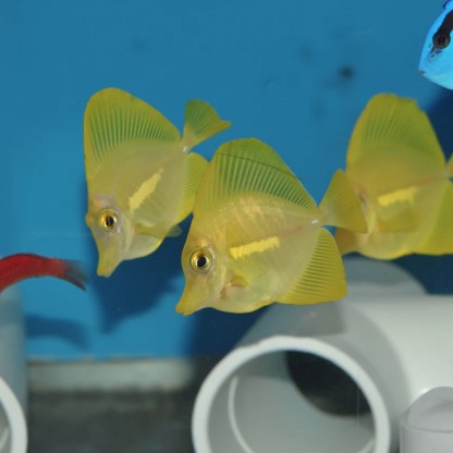 Tang Yellow- Captive - Small