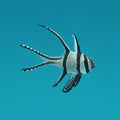 Banggai Cardinalfish