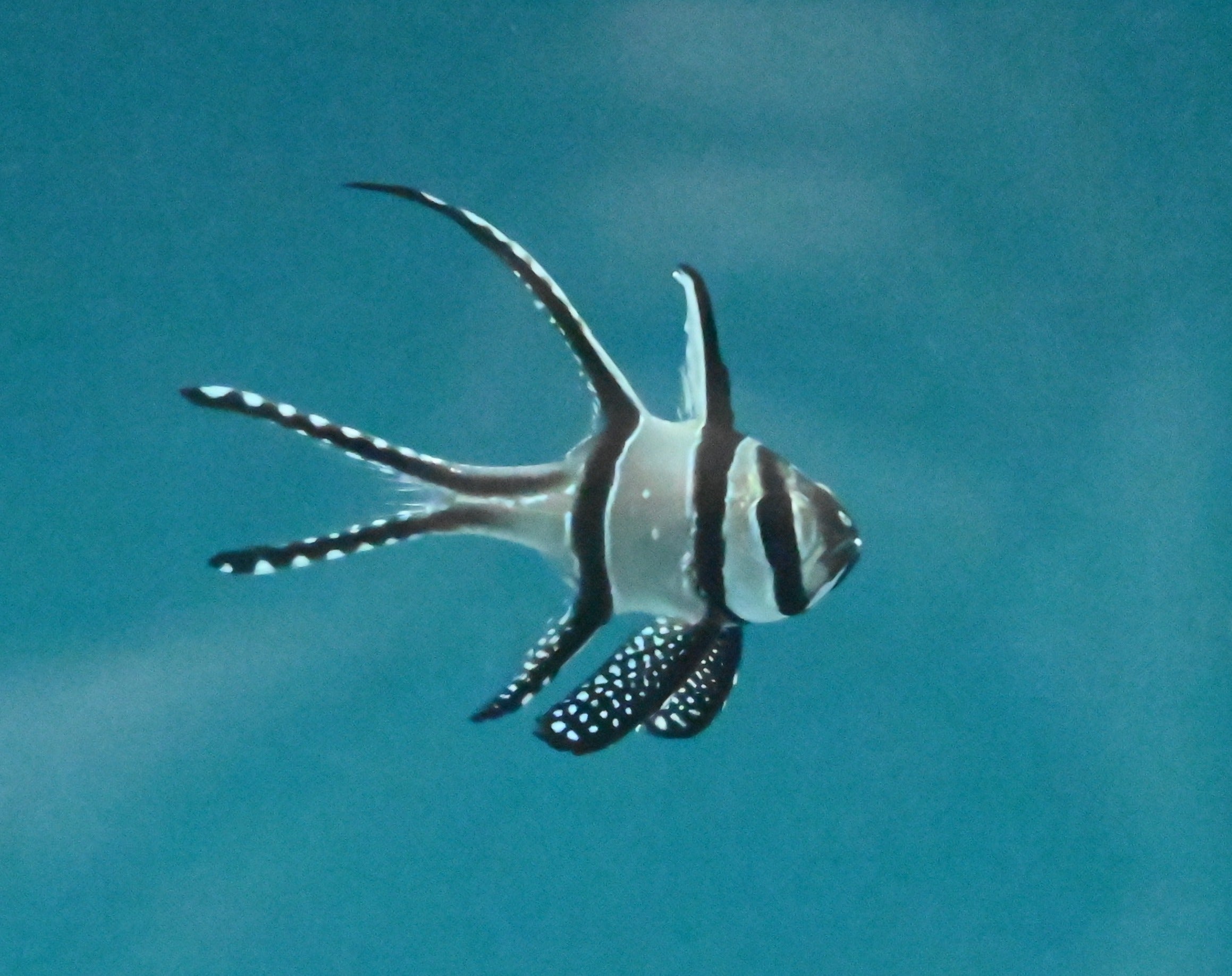 Banggai Captives- med.