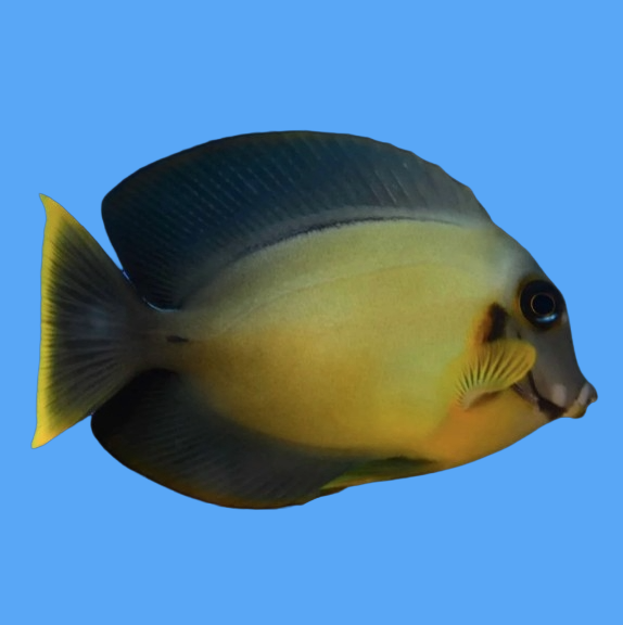 Chocolate Tang