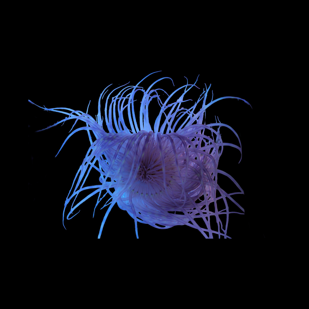 Tube Anemone (Non Colored / Colored)