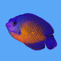 Coral Beauty- md