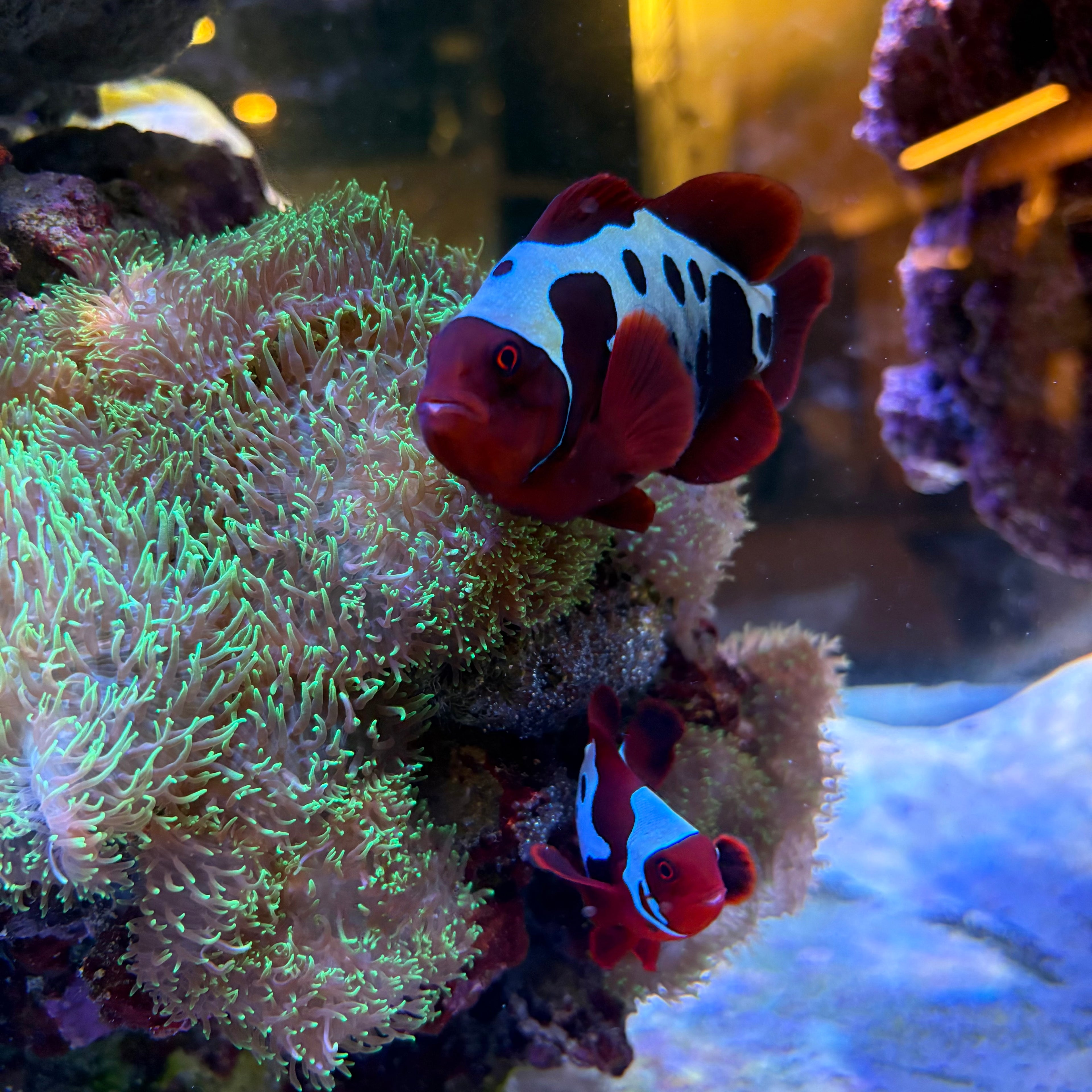 Lightning Maroon Clownfish